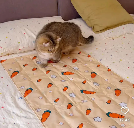 Cat on a bed with a carrot-patterned blanket