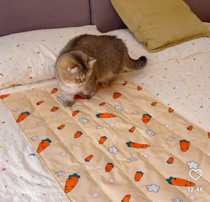 Cat on a bed with a carrot-patterned blanket